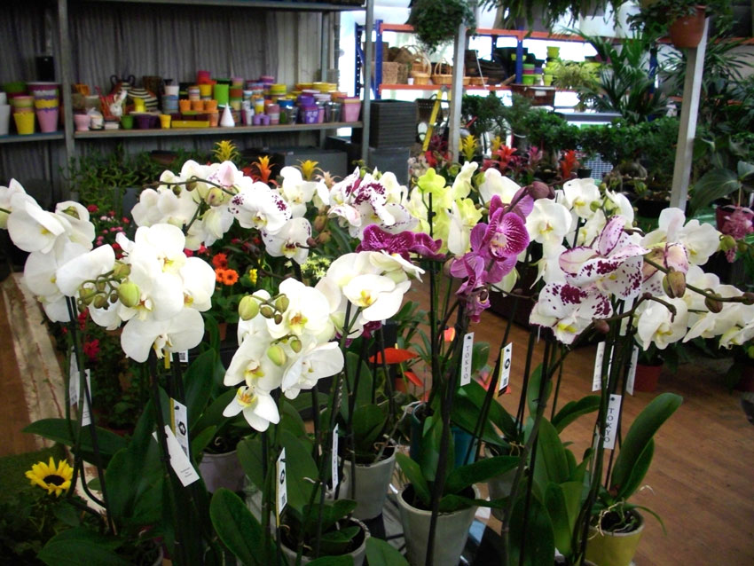 St Elie Flowers lebanon,Florists in lebanon, lebanon florists, flowers in lebanon, lebanon flowers, flower shops in lebanon, lebanon flower shops, send flowers in lebanon, wedding flowers in lebanon, lebanon wedding flowers, wedding bouquets in lebanon, bridal bouquets in lebanon, brdie bouquet in lebanon, roses in lebanon, tulips in lebanon, flower arrangements in lebanon, baby flower arrangement in lebanon, new born flower arrangements in lebanon, flower gifts in lebanon, birthday flower arrangement in lebanon, valantines roses in lebanon, valentines flower arrangements in lebanon, valentine gifts in lebanon, flower shop in lebanon,plants nursery in lebanon, landscaping in lebanon, Nursry plants, flowers, landscaping, wedding flowers, bouquets for all occasions, valentines roses, mothers day roses, newly born baby flowers, plants in pots, plants for the garden, money tree, bonsai tree